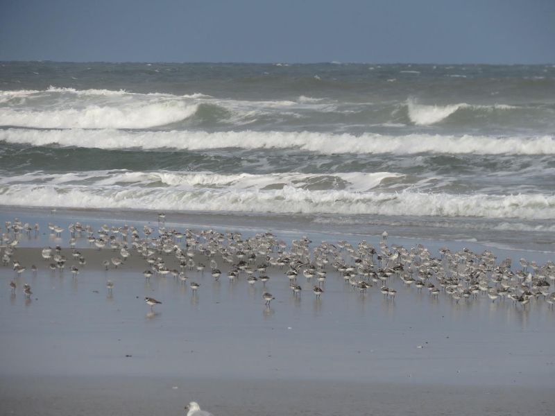 Shorebirds at Stone Point.jpg